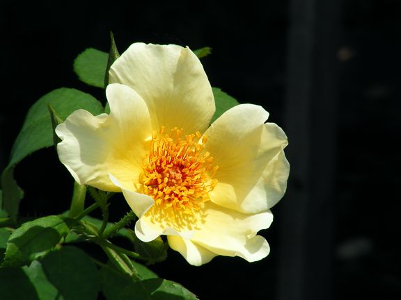 Golden Wings photo gw2013_06290034_zps4018477c.jpg